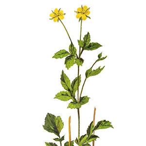 Geum urbanum, also known as wood avens, herb Bennet, colewort and St. Benedicts herb