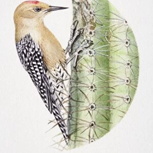 Gila Woodpecker, Melanerpes uropygialis, pecking at a cactus