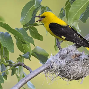 Golden Oriole -Oriolus oriolus-, adult male, calling at the nest, in a walnut tree, Bulgaria