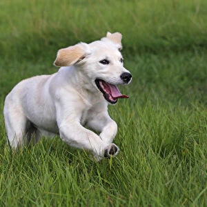 Golden Retriever -Canis lupus familiaris- puppy, three months, running across a meadow