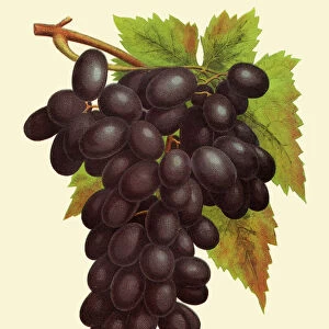Grapes illustration 1874