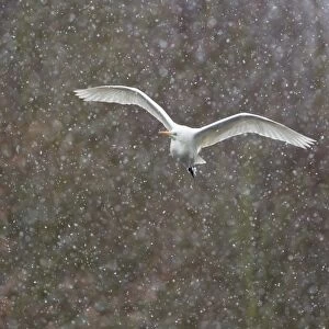 Great Egret -Ardea alba-, in flight during snowfall, North Hesse, Hesse, Germany