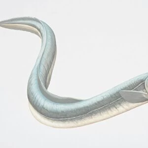 Grey-blue Conger Eel (Conger sp. )