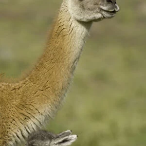 Guanaco calf and its mother on grassy slope