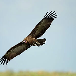 Hooded Vulture, Ngorongoro, Tanzania