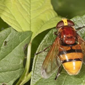 Hornet mimic hoverfly -Volucella zonaria-, female, Baden-Wurttemberg, Germany