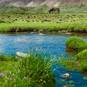 A horse fed on tibetan grass field