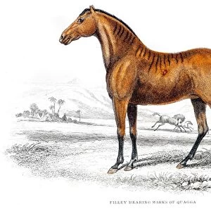 Horse Zebra mix engraving 1841
