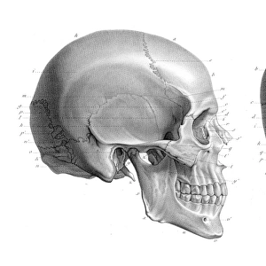 Human skull anatomy illustration 1866