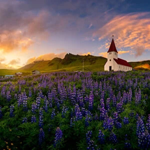 Iceland Lupine