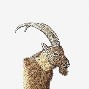 Illustration of Bezoar Ibex (Capra aegagrus aegagrus) head of wild goat in profile showing curved hors