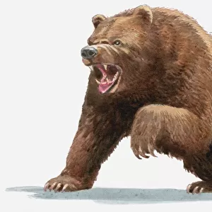 Illustration of a Brown bear (Ursus arctos) roaring