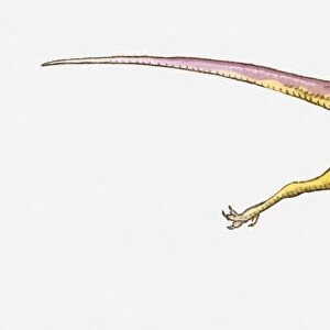 Illustration of Coelophysis dinosaur running, side view