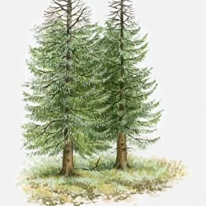 Illustration of conifer trees with leafless branches due to drought