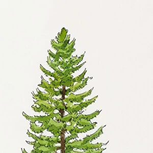 Illustration of Cupressus sempervirens (Mediterranean Cypress)