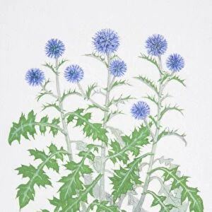 Illustration, Echinops ritro, Globe Thistle, three stalks with spiny lobed leaves and round blue flowers