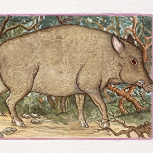Illustration of Pig in the Forest, representing Chinese Year Of The Pig