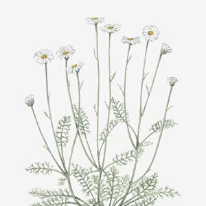 Illustration of Pyrethrum or Tanacetum cinerariifolium (Dalmatian chrysanthemum) bearing white daisy-like flowers on tall stems with small green leaves below