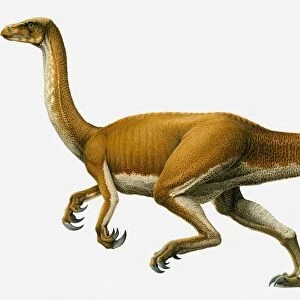 Illustration of Segnosaurus, side view