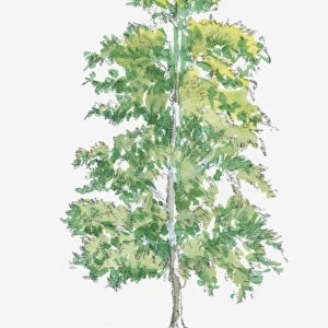 Illustration of Silver Birch (Betula pendula) tree with green and yellow foliage