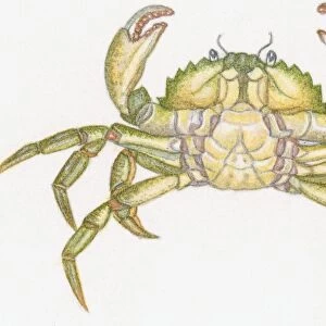 Illustration of ventral surface male crab showing apron or abdomen, thorax, and large claws