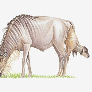 Illustration of wildebeest giving birth while grazing