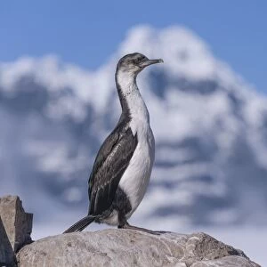 Imperial Shag or Antarctic Cormorant -Phalacrocorax atriceps-, fledged young bird, Jougla Point, Port Lockroy, Antarctic Peninsula, Antarctica