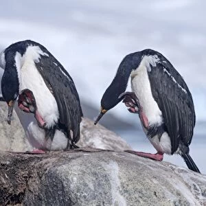 Imperial Shags or Antarctic Cormorants -Phalacrocorax atriceps-, pair scratching themselves, Jougla Point, Port Lockroy, Antarctic Peninsula, Antarctica