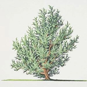 Juniperus communis, Common Juniper tree