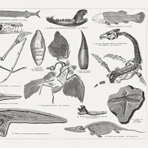 Jurassic fossils, wood engraving, published in 1897