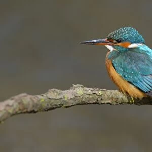 Kingfisher -Alcedo atthis-, female perched, Swabian Alb biosphere reserve, Baden-Wurttemberg, Germany