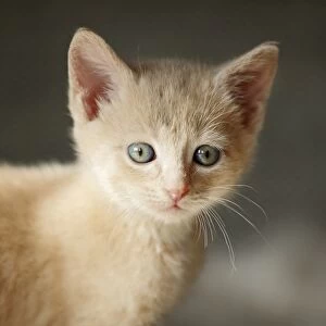 Kitten, 6 weeks, portrait