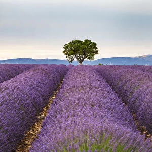 Lavender fields on the Plateau de Valensole, Provence