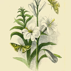 Lily and moths illustration 1851