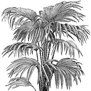 Livistona chinensis, the Chinese fan palm or fountain palm