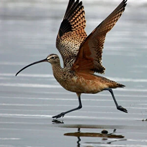 Long-billed Curlew with wings extended