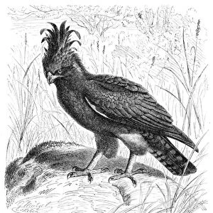 Long Crested Eagle engraving 1892