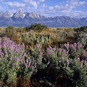 Lupins in front of the Grand Teton Mountains, United States