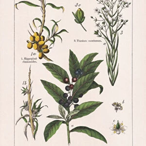 Magnoliids, chromolithograph, published in 1895