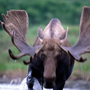 Male moose (alces alces) wading through lake (blurred motion)