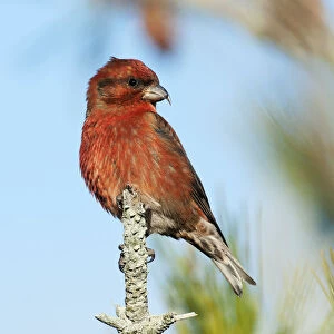 Male red crossbill