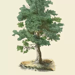 Maple Tree or Acer, Victorian Botanical Illustration