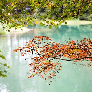 Maple trees in the Prince Bay Park, Hangzhou