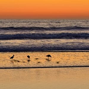 Marbled Godwits -Limosa fedoa- at sunset on the Pacific Coast, Oceanside, San Diego, California, United States