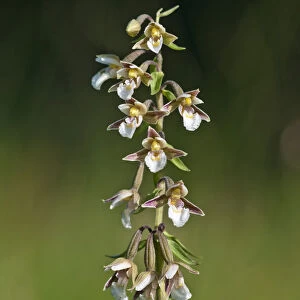 Marsh Helleborine -Epipactis palustris-, Vorarlberg, Austria