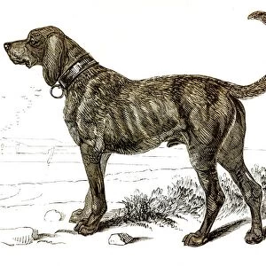 Mastiff dog engraving 1851