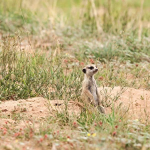 The meerkat or suricate (Suricata suricatta) is a small carnivoran belonging to the mongoose family (Herpestidae). It is the only member of the genus Suricata