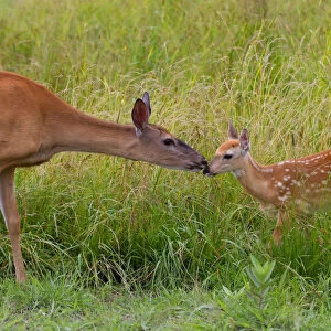 Mother doe with fawn