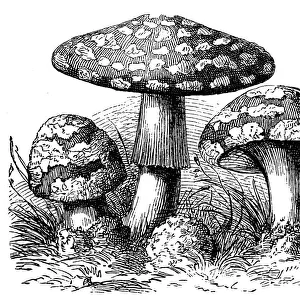 A mushroom, or toadstool, is the fleshy, spore-bearing fruiting body of a fungus