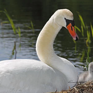 Mute Swan with cygnet -Cygnus olor- on nest, Germany, Europe